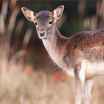 Nabídka práce: Hospodář / hospodářka - Davidův mlýn